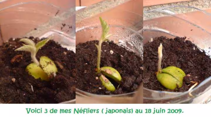 Mes nefliers