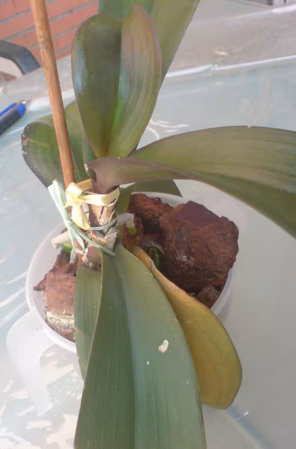 Orch phal 7