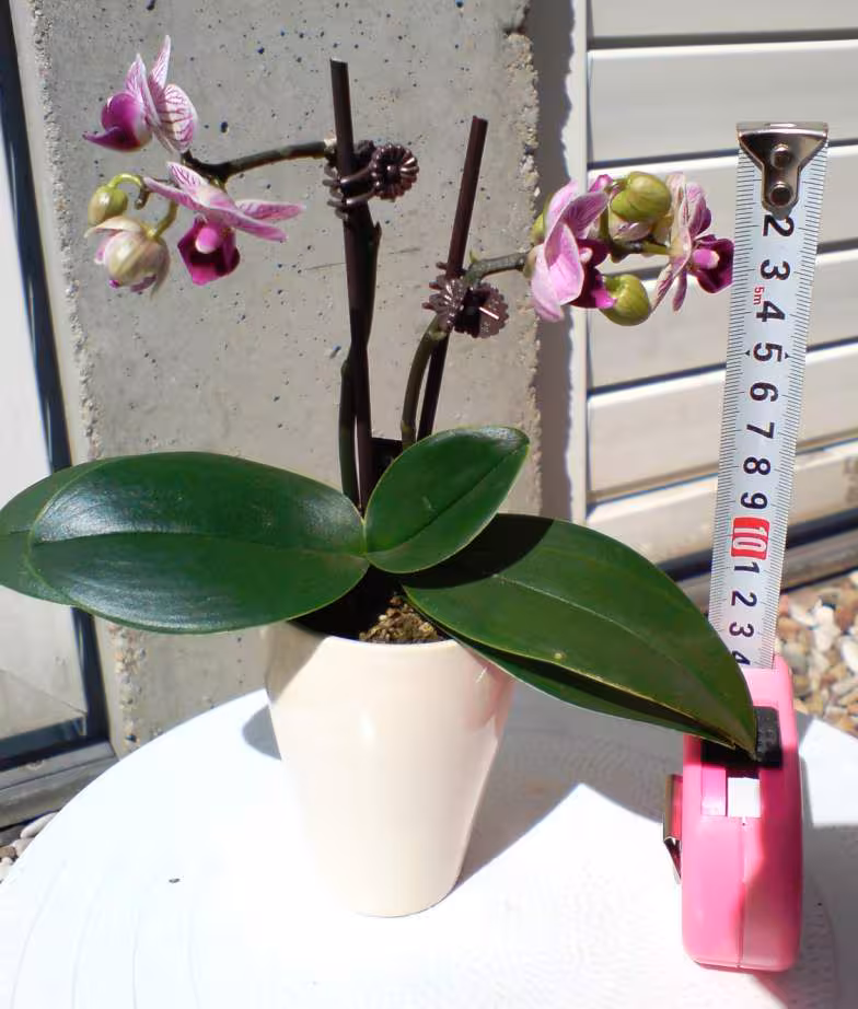 Phal calimero 2