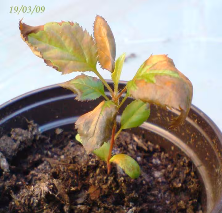 Pousse de pommier malade