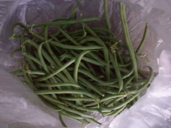 Haricots