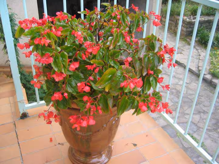 Begonia
