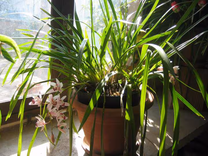 Cymbidium