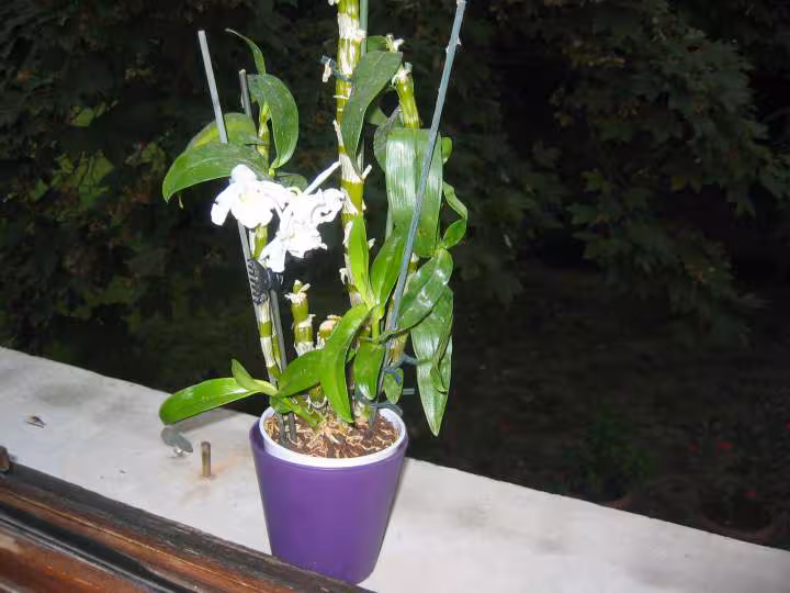 Dendrobium resucite