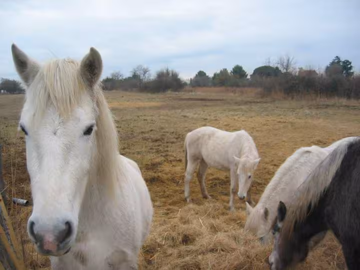 En camargue