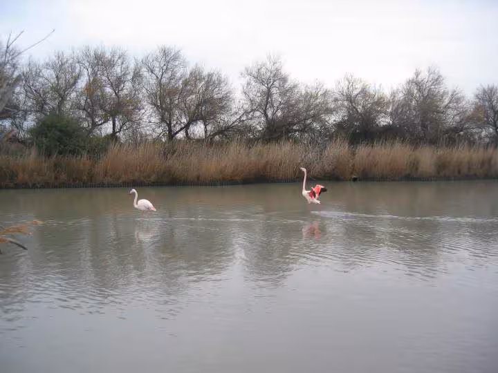 En camargue