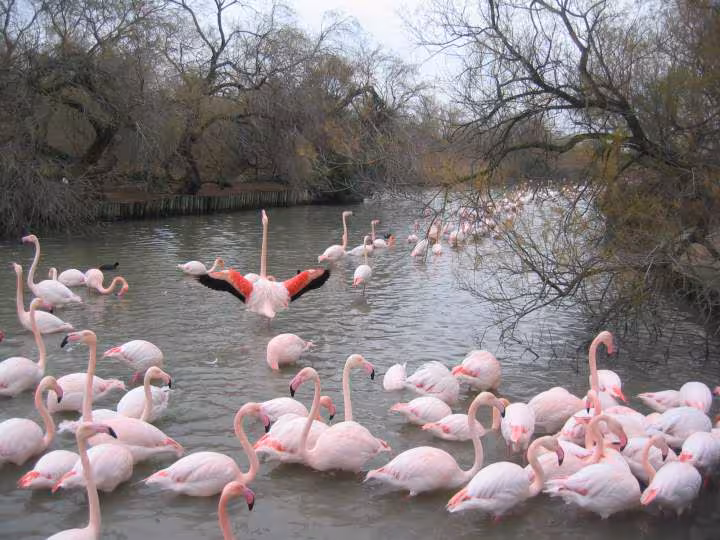 Flamants roses