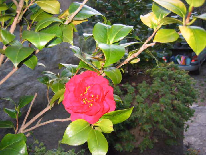 Fleurs