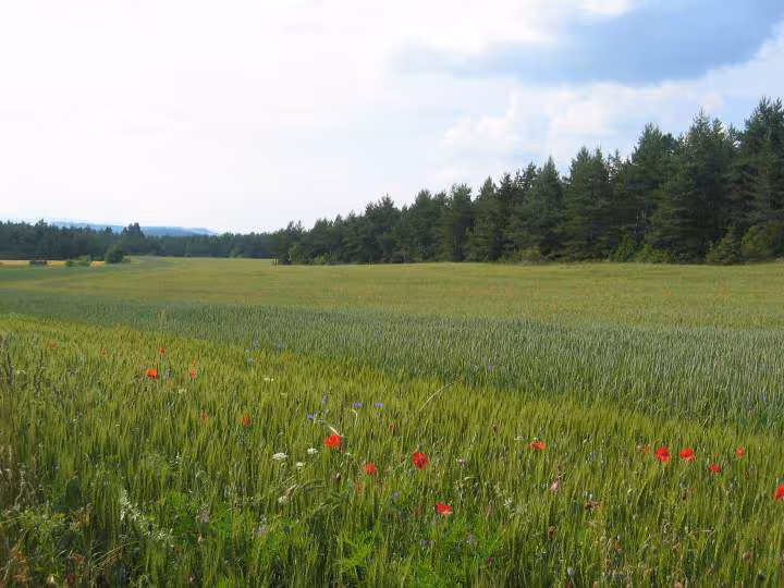 Fleurs des champs