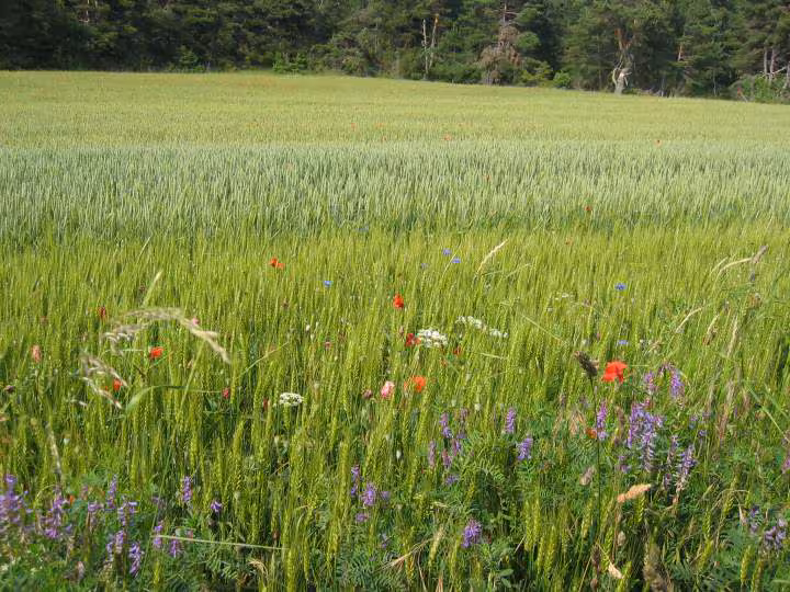 Fleurs des champs