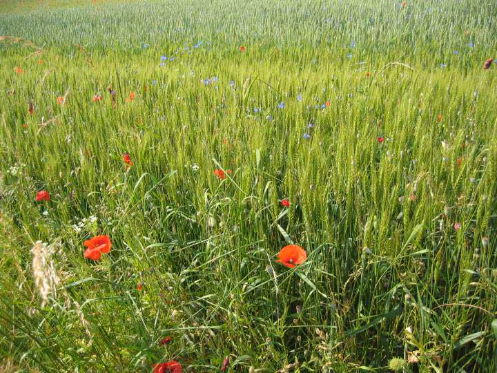 Fleurs des champs
