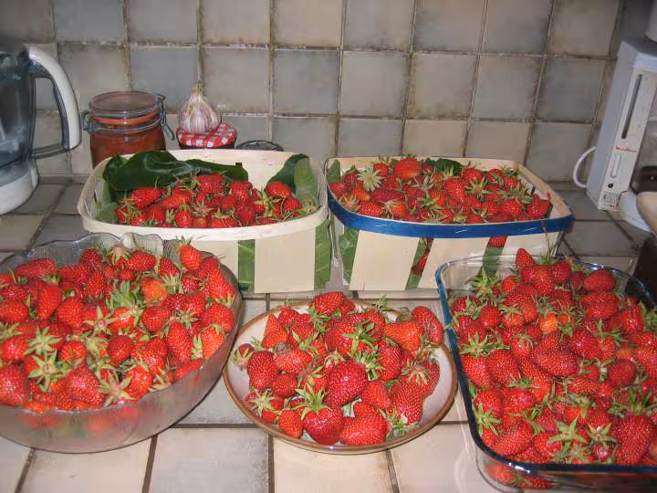 Fraises du jardin
