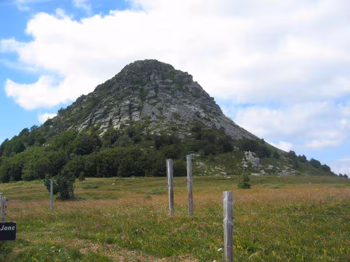 Jerbier de jonc