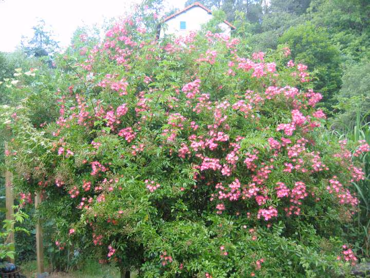 Magnifiques rosiers