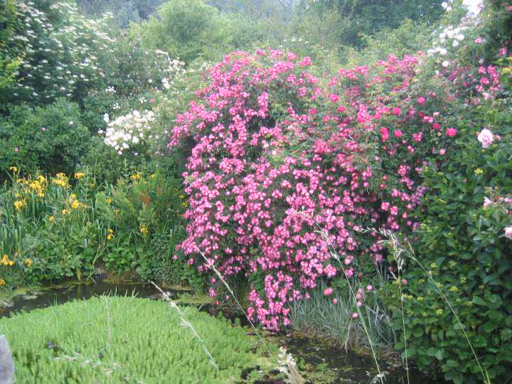 Magnifiques rosiers