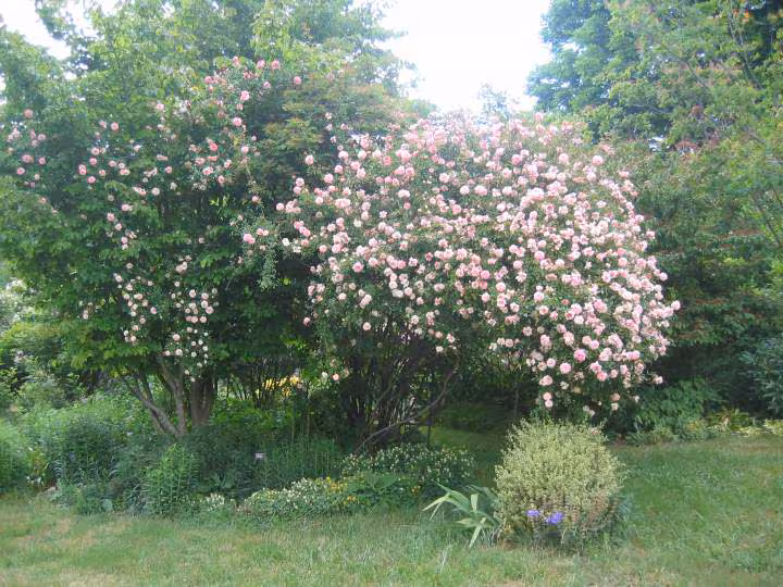 Magnifiques rosiers