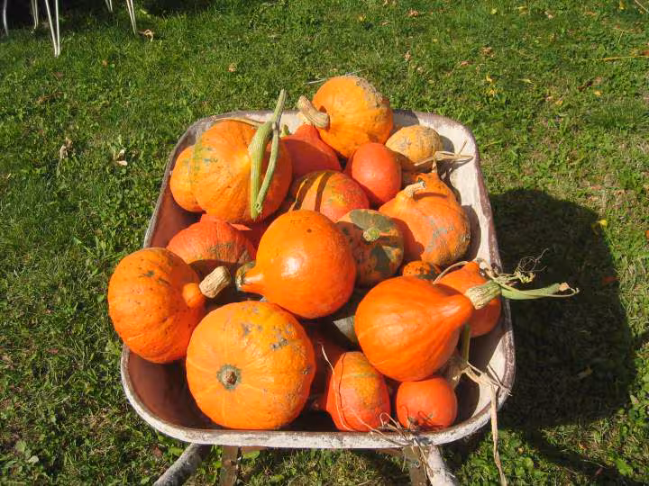 Potimarrons