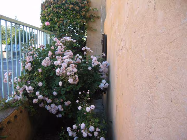 Roses