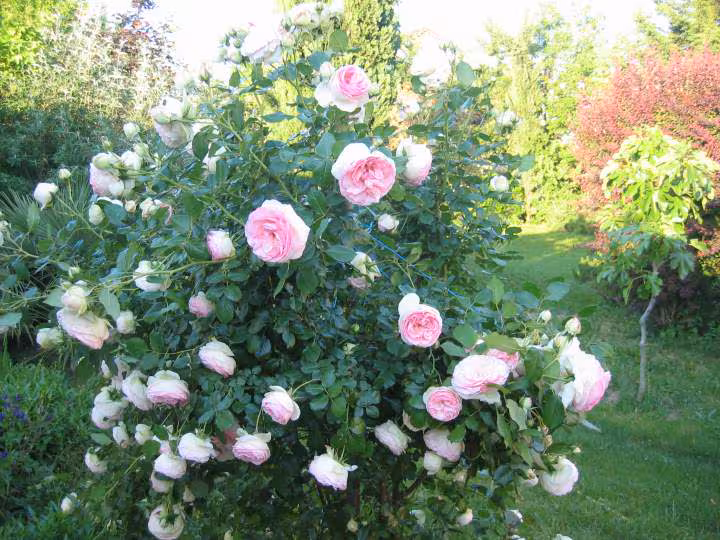 Roses