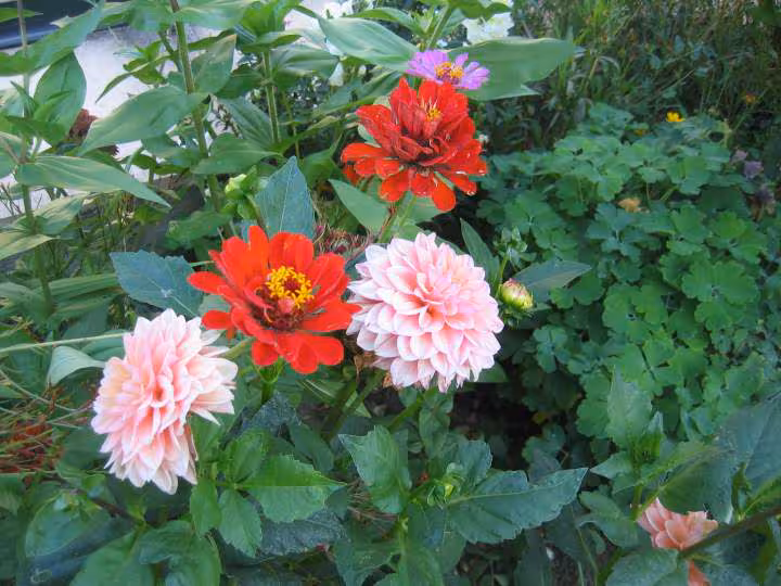 Zinnias et dalhias
