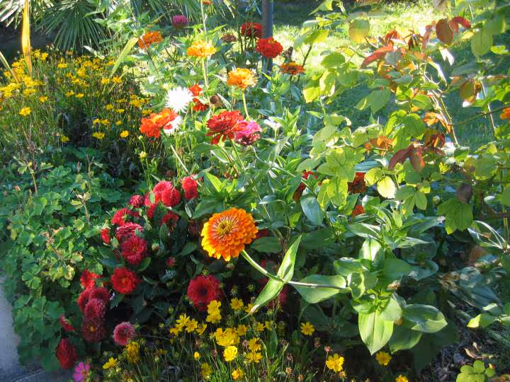 Zinnias et dalhias