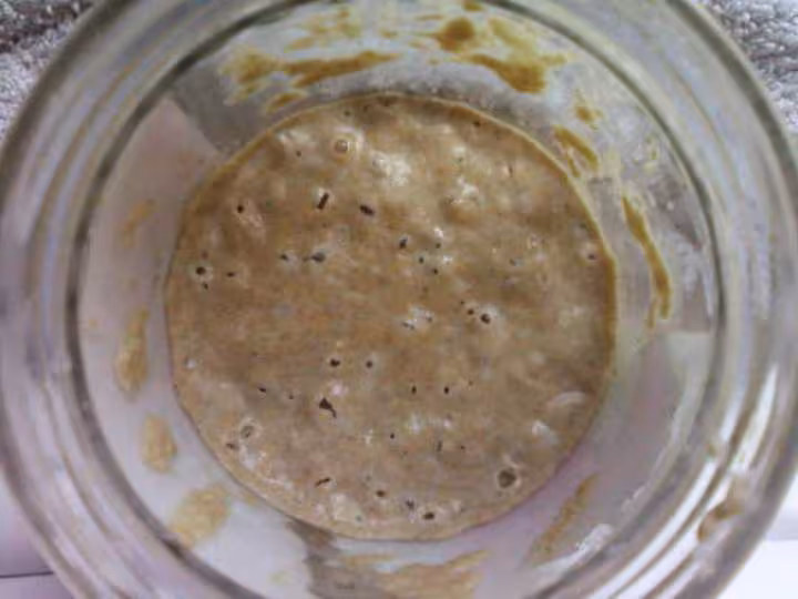 Levain rafraichi