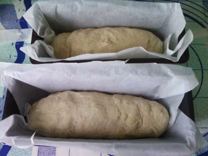 Paton