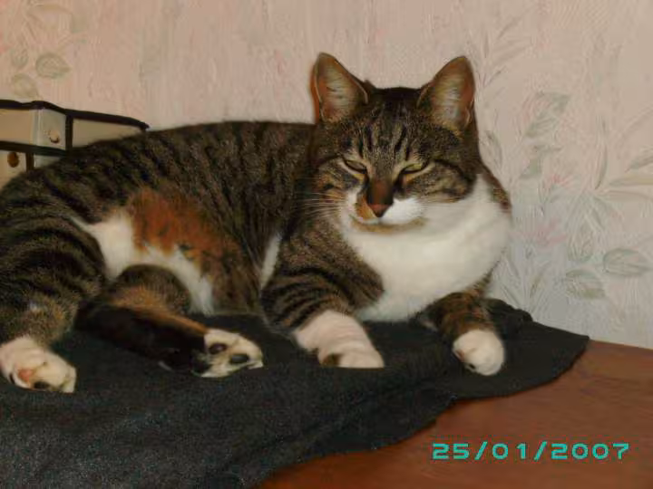 Minette