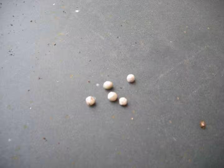 Petits oeuf 2 a 3 mm de dialmetre