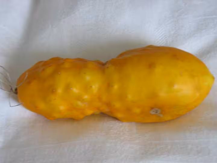 Quel est le nom de ce legume