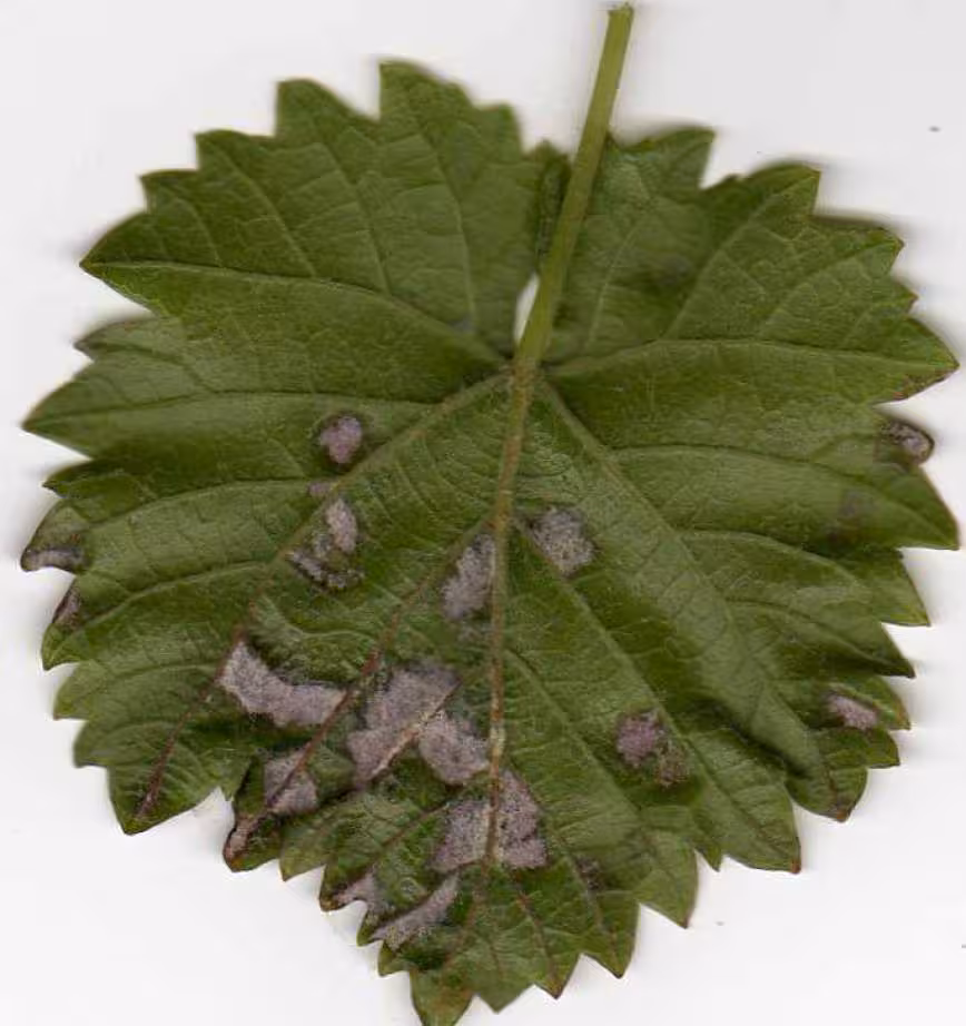 Feuille de vigne