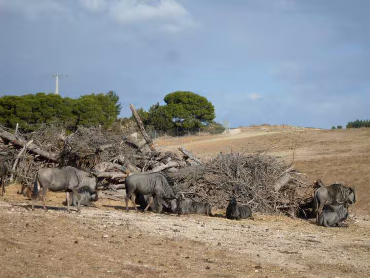 Sigean parcours voiture 7