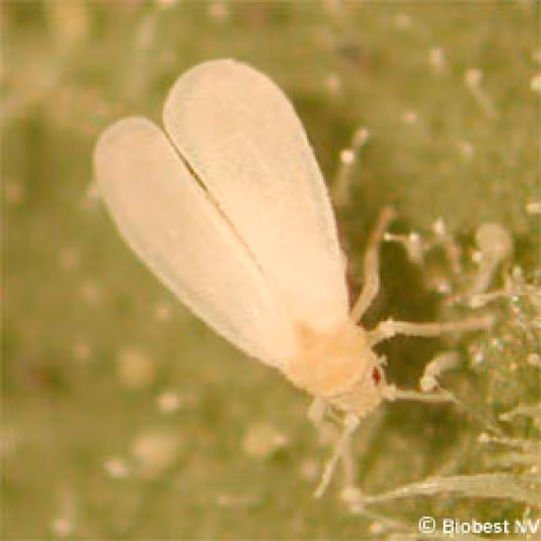Aleurode