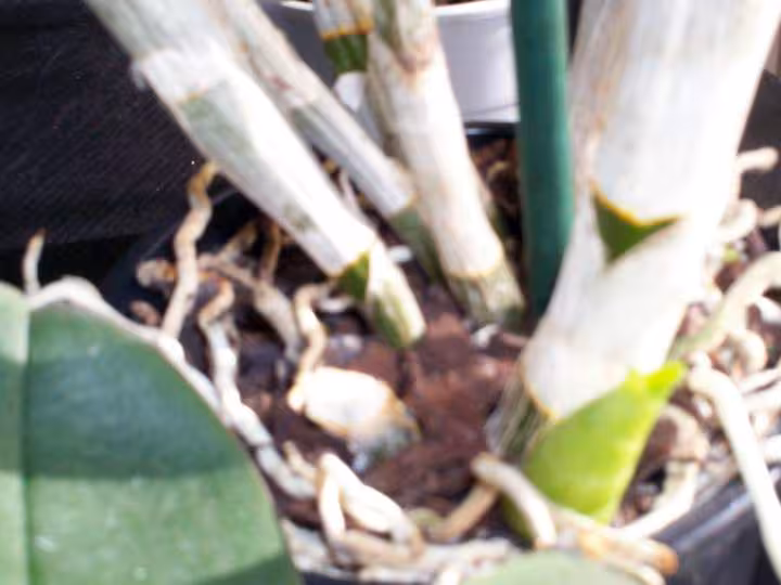 Mes orchidees