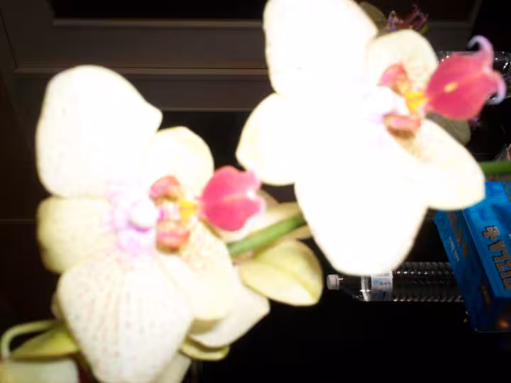 Mes orchidees