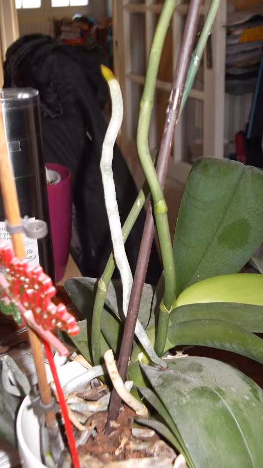 Orchid e