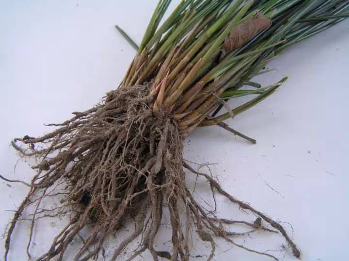 Une inconnue au bataillon des mauvaises herbes