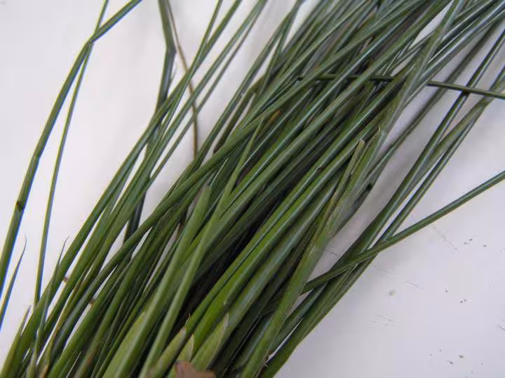 Une inconnue au bataillon des mauvaises herbes