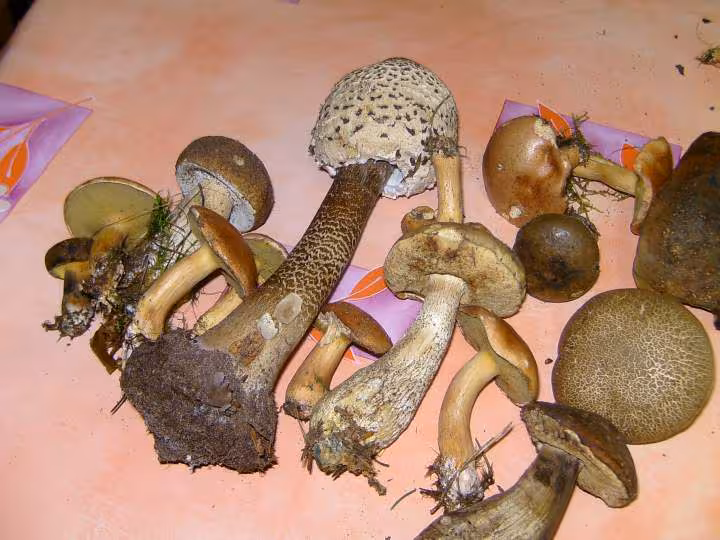 Champignon
