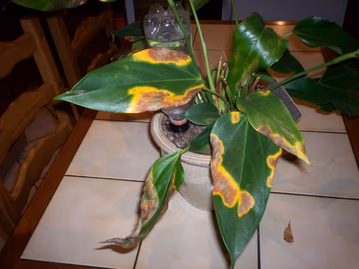 Anthurium