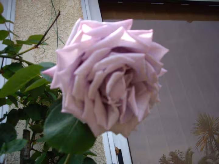Fleur