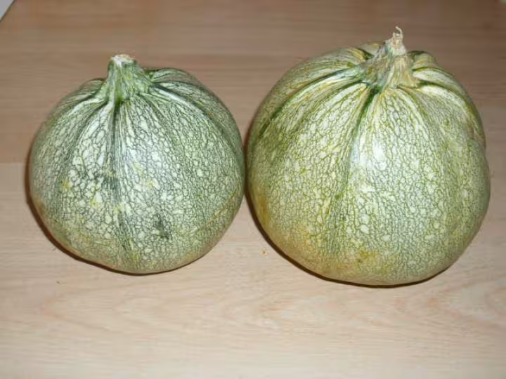 Courgette farcie ronde