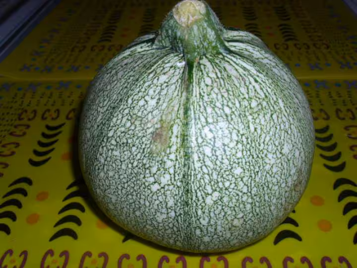 Courgette ronde farcie