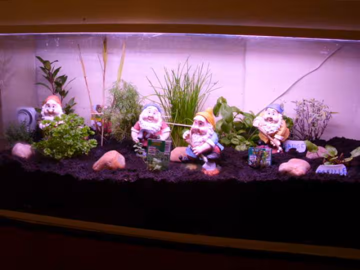 Mini serre pour plantes aromatiques