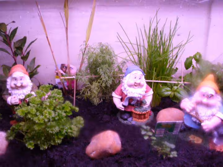 Mini serre pour plantes aromatiques