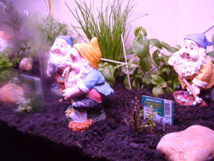 Mini serre pour plantes aromatiques