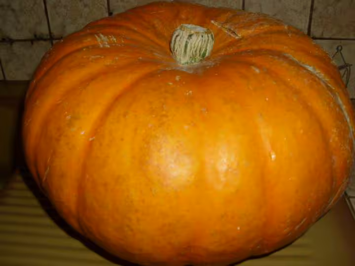 Veloute de citrouille