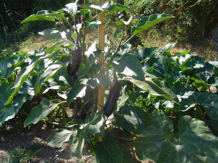 Aubergines