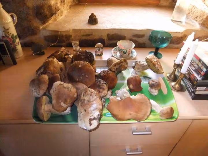 Cepes 23 11 2011
