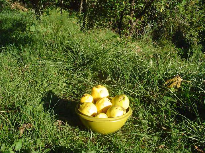 Coings du jardin 13 octobre 2010
